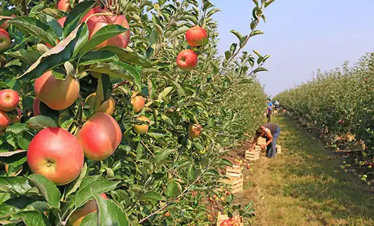 Biostimulants: What They Do & Why They Matter